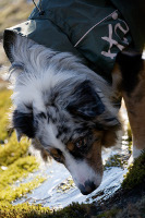 Hurtta performance dog clothing