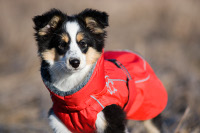 Hurtta dog coats