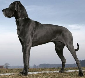 Great Dane