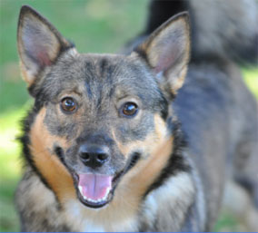 Hungarian Vallhund