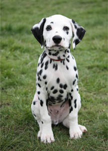 Dalmatian Pup