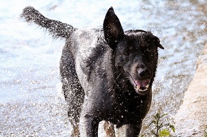 For dogs that love the outside