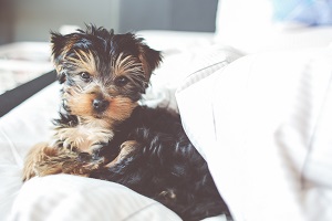 Study how your dog likes to sleep