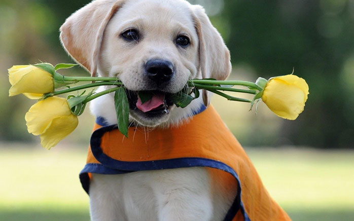 You know you're a labrador when