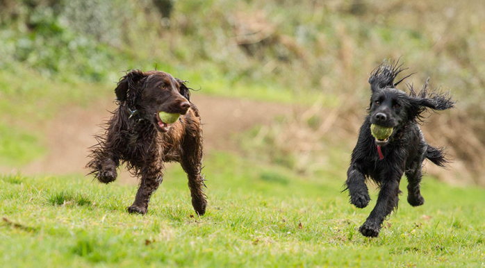 Spaniel 1