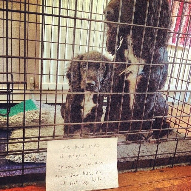 Spaniel Sticks