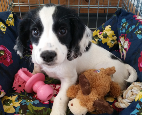 Spaniel Eyes