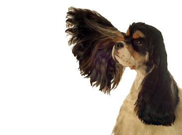 Spaniel ears