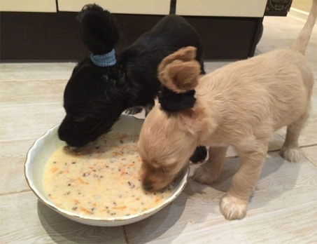 Spaniel Feeding