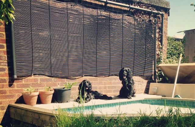 Spaniels in the Sun