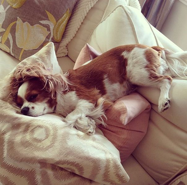Spaniel & Sofa