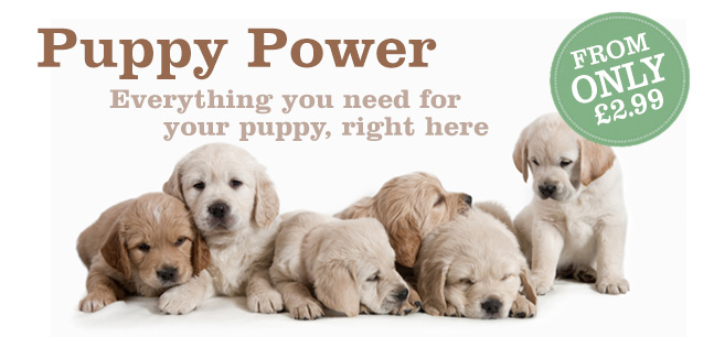 Visit our puppy store