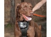 Camera Mount Dog Harness