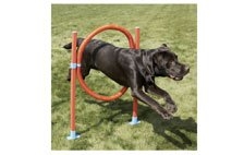 Dog Agility Equipment