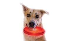 Dog Toys