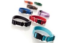 Dog Collars & Tags
