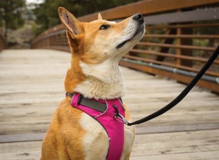 Front Range Harness