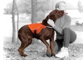 Reflect & Protect Active Dog Vest
