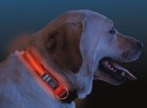 Nite Dawg Light Up Collar