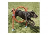 Agility Hoop Jump