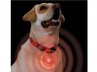 Spotlit Collar Light