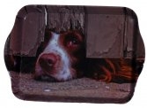 I Spy Spaniel Trinket tray
